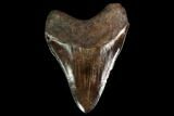 Serrated, Fossil Megalodon Tooth - Coffee Brown #145412-2